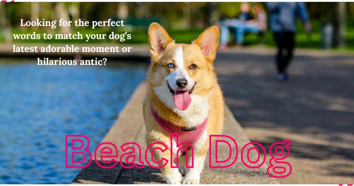 beach dog quotes