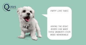 new puppy quotes