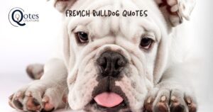 French Bulldog Quotes
