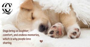 Dog Quotes and Instagram Captions for Every Mood